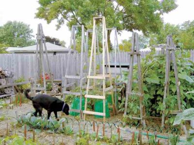 Woody’s Tomato Cage